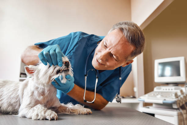 Best Broken or Chipped Tooth Repair in Bunnell, FL